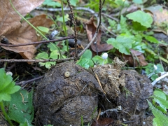 Peziza fimeti