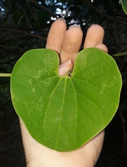 Aristolochia galeata