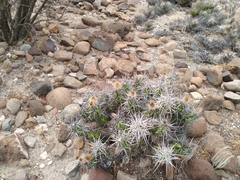 Corynopuntia invicta