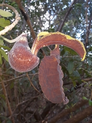 Aristolochia galeata