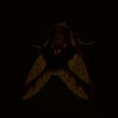 Symphlebia
