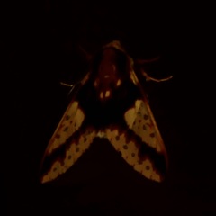 Symphlebia