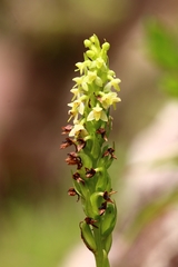 Platanthera pollostantha