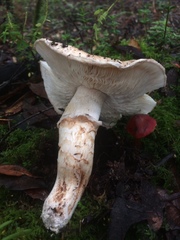 Matsutake