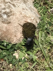 Scarabaeus laticollis