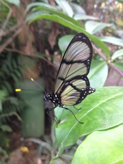 Methona confusa psamathe