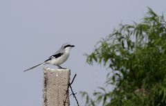 Lanius sphenocercus