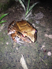 Leptodactylus pentadactylus