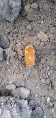 Coleoptera