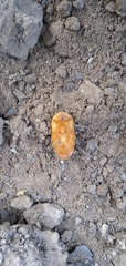 Coleoptera