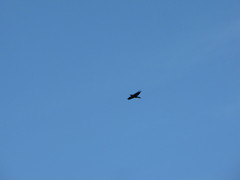 Corvus brachyrhynchos caurinus
