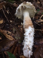 Amanita conara