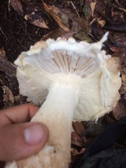Amanita conara