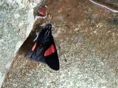 Mimoniades nurscia