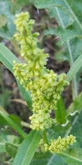 Rumex crispus
