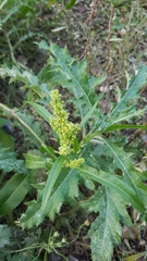 Rumex crispus