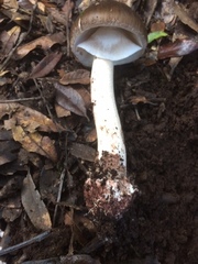Amanita arocheae