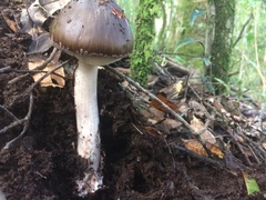 Amanita arocheae
