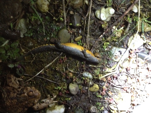Mesotriton alpestris