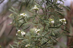Myoporum platycarpum platycarpum