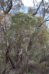 Myoporum platycarpum platycarpum