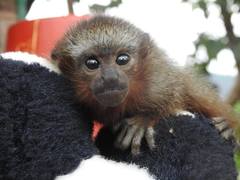 Plecturocebus ornatus