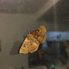 Cacographis