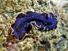 Pseudobiceros hancockanus