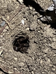 Cyrtopholis portoricae