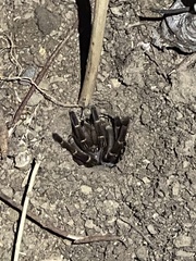 Cyrtopholis portoricae