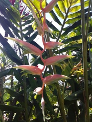 Heliconia chartacea