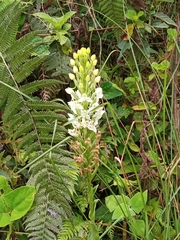 Habenaria monorrhiza