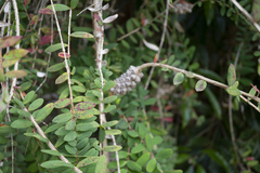 Melaleuca hypericifolia