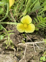 Tribulus cistoides