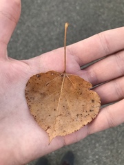 Populus tremuloides