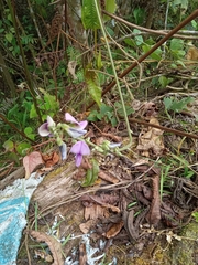 Dipogon lignosus