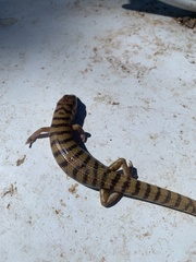 Eremiascincus richardsonii