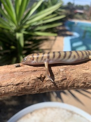 Eremiascincus richardsonii