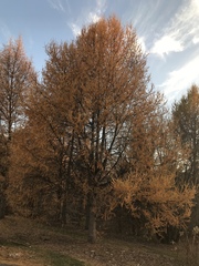 Larix laricina