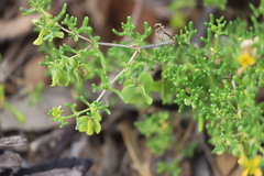 Roepera aurantiaca aurantiaca