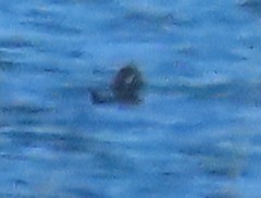 Histrionicus histrionicus