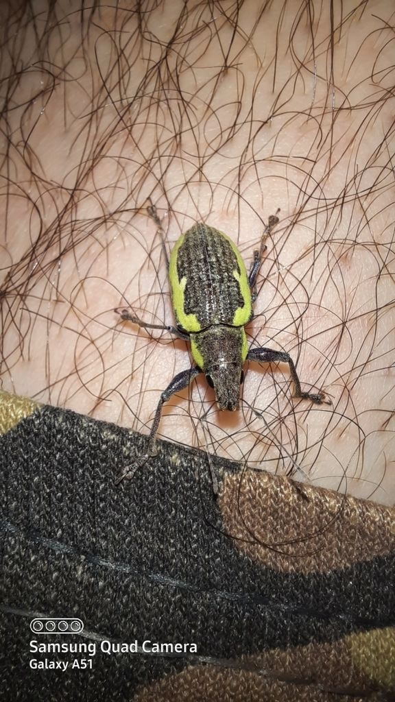 Naupactus schapleri