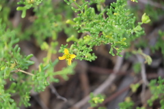 Roepera aurantiaca aurantiaca