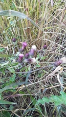 Cirsium arvense