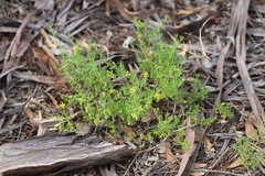 Roepera aurantiaca aurantiaca