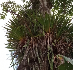 Aechmea bracteata