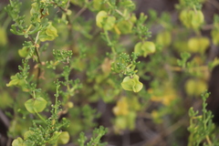 Roepera aurantiaca aurantiaca