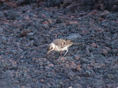 Mimus parvulus parvulus