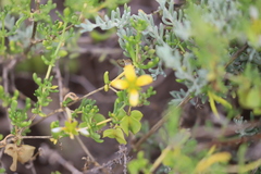 Roepera aurantiaca aurantiaca