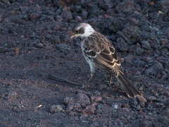 Mimus parvulus parvulus